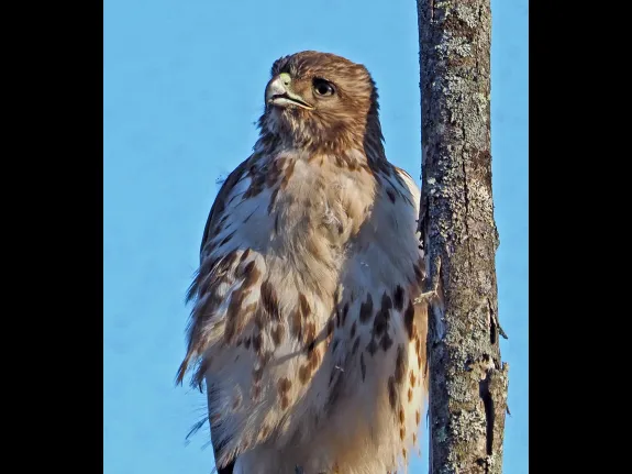 A red-tailed hawk off Pelham Island Road in Wayland, photographed by Joan Chasan.