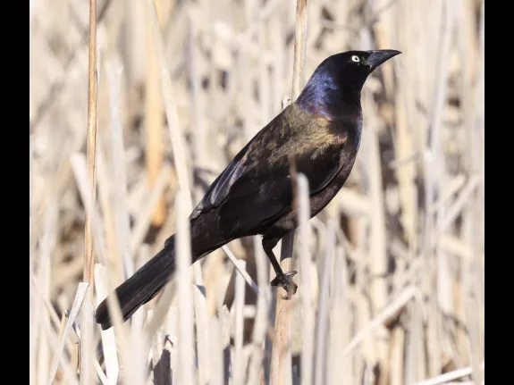 A common grackle at Great Meadows in Concord, photographed by Steve Forman.