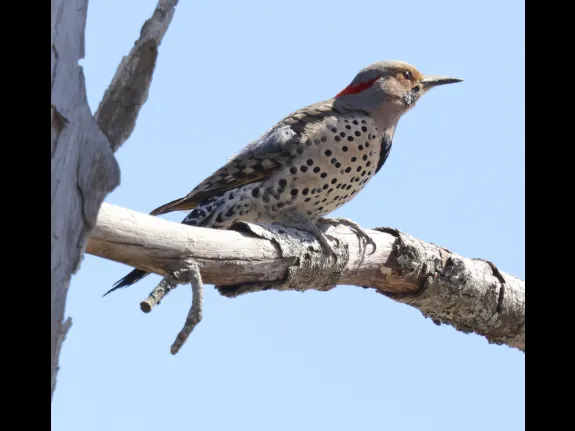 A northern flicker at Breakneck Hill Conservation Land in Southborough, photographed by Steve Forman.