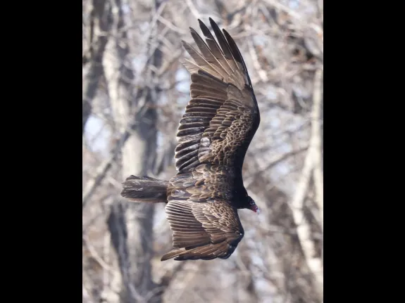 A turkey vulture at Great Meadows National Wildlife Refuge in Concord, photographed by Steve Forman.