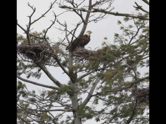 A bald eagle at the Sudbury Reservoir in Southborough, photographed by Steve Forman.