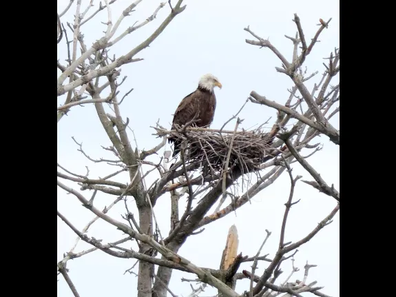 A bald eagle at the Sudbury Reservoir in Southborough, photographed by Steve Forman.