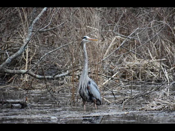 A great blue heron along the Sudbury River in Framingham, photographed by Brendan Kearney.