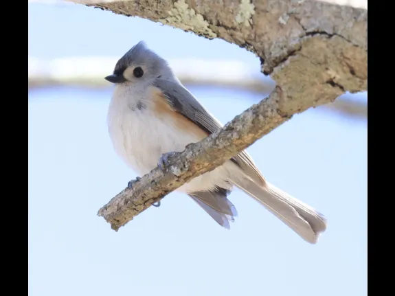 A tufted titmouse at Breakneck Hill Conservation Land in Southborough, photographed by Steve Forman.