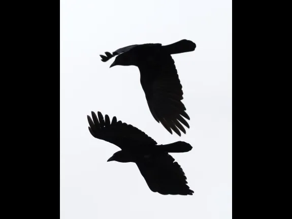 American crows at Hager Pond in Marlborough, photographed by Steve Forman.