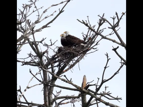 A pair of bald eagles at the Sudbury Reservoir in Southborough, photographed by Steve Forman.