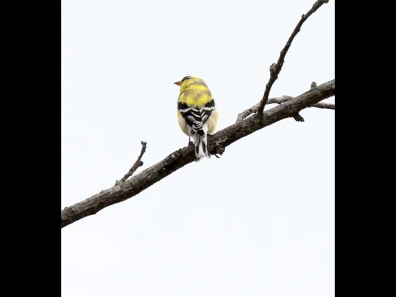 An American goldfinch at Breakneck Hill Conservation Land in Southborough, photographed by Steve Forman.