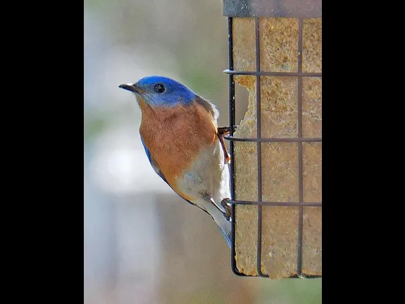 An eastern bluebird in Framingham, photographed by Joan Chasan.