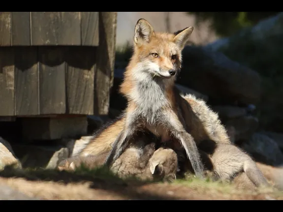 Red foxes in Sudbury, photographed by Russ Place.