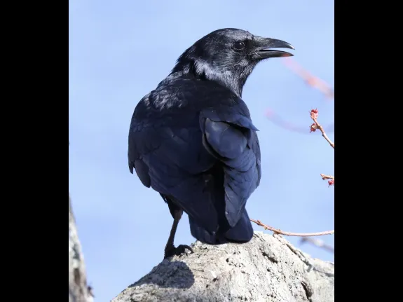 An American crow at Hager Pond in Marlborough, photographed by Steve Forman.