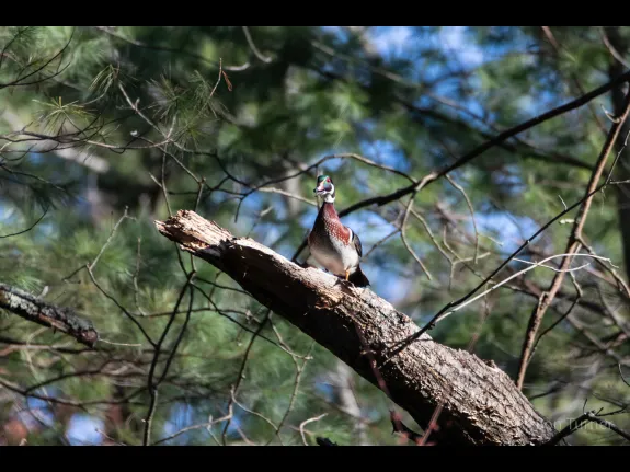 A wood duck at SVT's Smith Conservation Land in Littleton, photographed by Jon Turner.