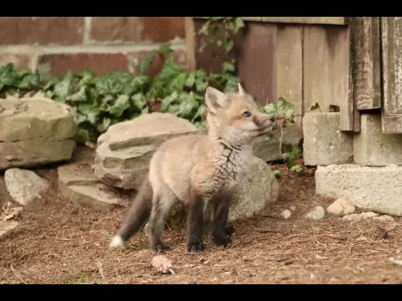 A red fox kit in Sudbury, photographed by Russ Place.