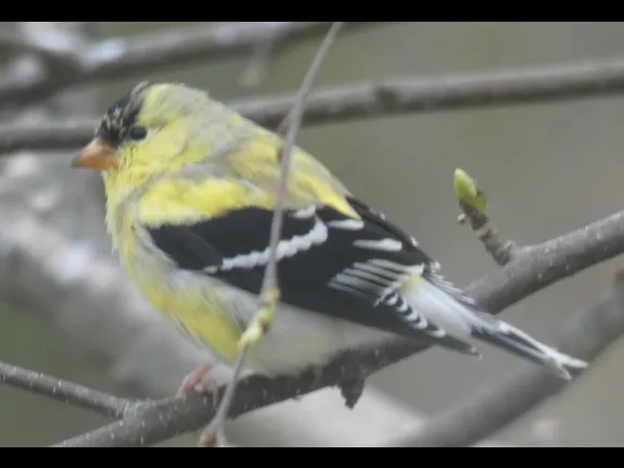 An American goldfinch in Sudbury, photographed by Sharon Tentarelli. An American goldfinch in Sudbury, photographed by Sharon Tentarelli.