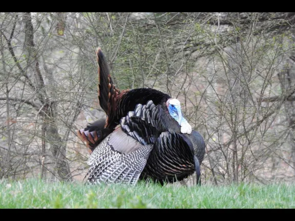 A turkey in Natick, photographed by Chuck Hill.