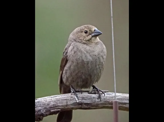 A brown-headed cowbird in Framingham, photographed by Joan Chasan.