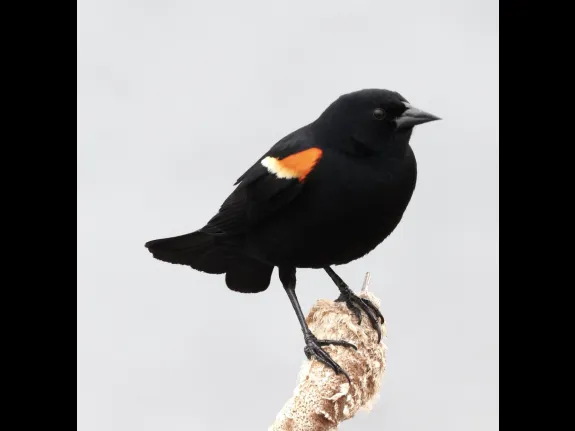 A red-winged blackbird at Farm Pond in Framingham, photographed by Steve Forman.