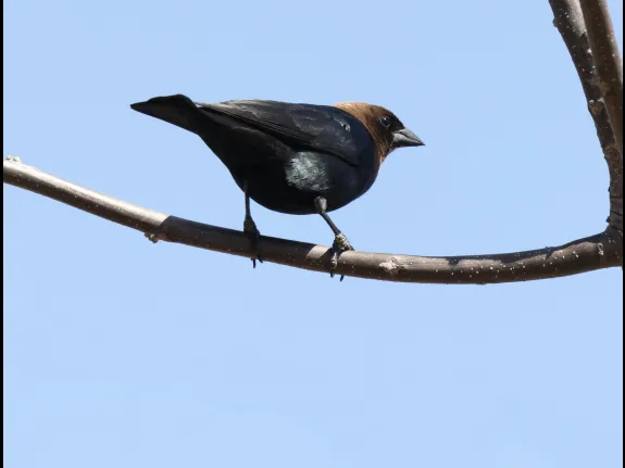 A brown-headed cowbird at Breakneck Hill Conservation Land in Southborough, photographed by Steve Forman.