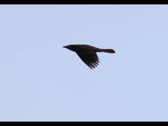 A common grackle at Hager Pond in Marlborough, photographed by Steve Forman.