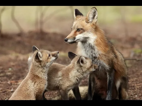 Red foxes in Sudbury, photographed by Russ Place.