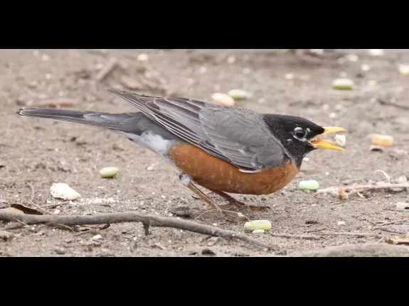 An American robin at Hager Pond in Marlborough, photographed by Steve Forman.