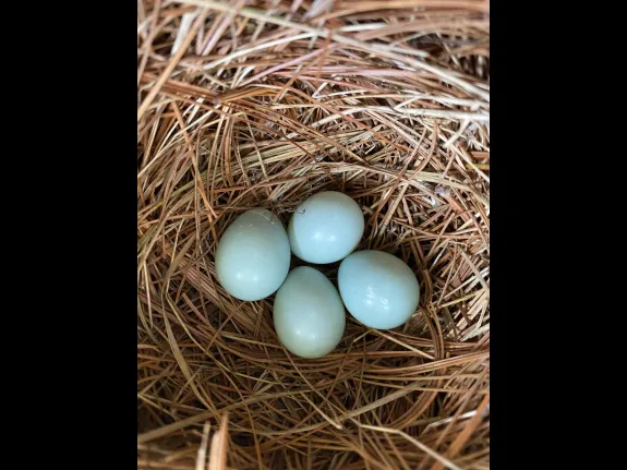An eastern bluebird nest in a box at SVT's Greenways Conservation Area in Wayland, photographed by Shelley Trucksis.