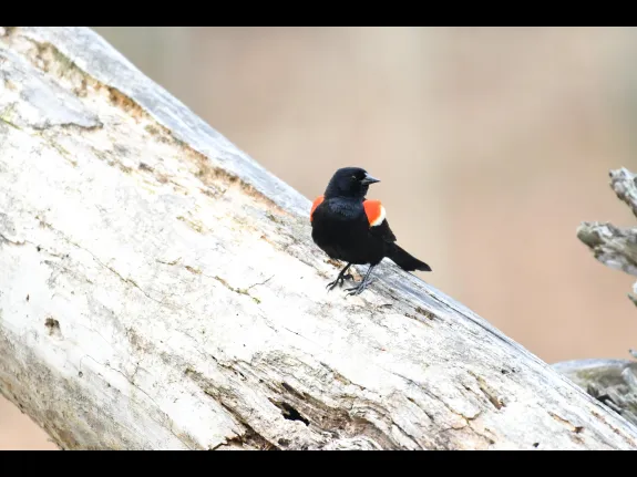 A red-winged blackbird in Framingham, photographed by Gail Sartori.