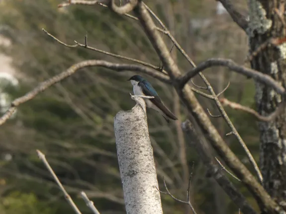 A tree swallow in Framingham, photographed by Lucian Vazquez.