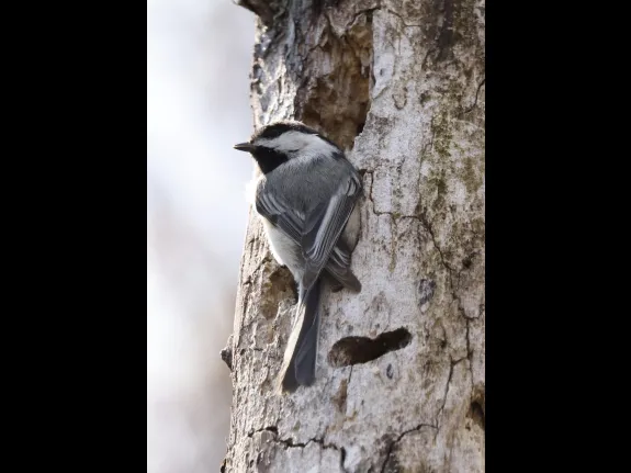 A black-capped chickadee in Westborough, photographed by Steve Forman.
