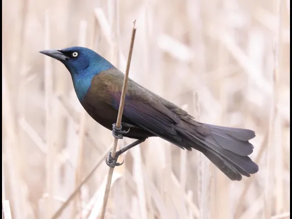 A common grackle at Great Meadows in Concord, photographed by Steve Forman.