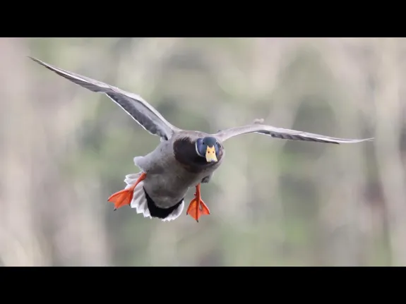 A mallard at Hager Pond in Marlborough, photographed by Steve Forman.