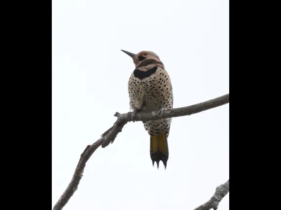 A northern flicker at Breakneck Hill Conservation Land in Southborough, photographed by Steve Forman.
