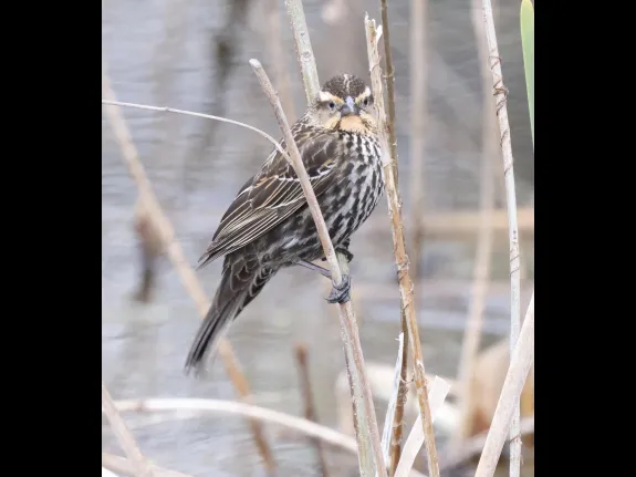 A red-winged blackbird at Farm Pond in Framingham, photographed by Steve Forman.