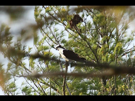 An osprey at Assabet River National Wildlife Refuge in Maynard, photographed by Craig Smith.