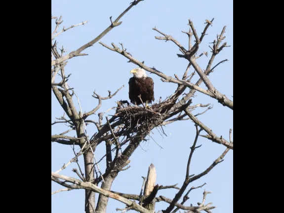 A bald eagle at the Sudbury Reservoir in Southborough, photographed by Steve Forman.