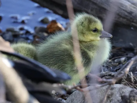 Canada geese goslings at Hager Pond in Marlborough, photographed by Steve Forman.