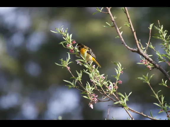 A Baltimore oriole in Maynard, photographed by Gail Sartori.
