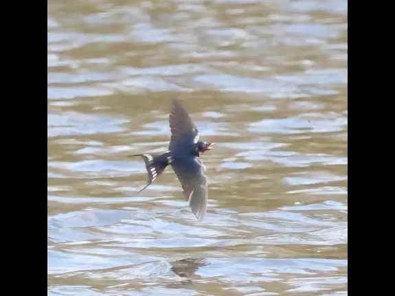 A barn swallow at Hager Pond in Marlborough, photographed by Steve Forman. A barn swallow at Hager Pond in Marlborough, photographed by Steve Forman.