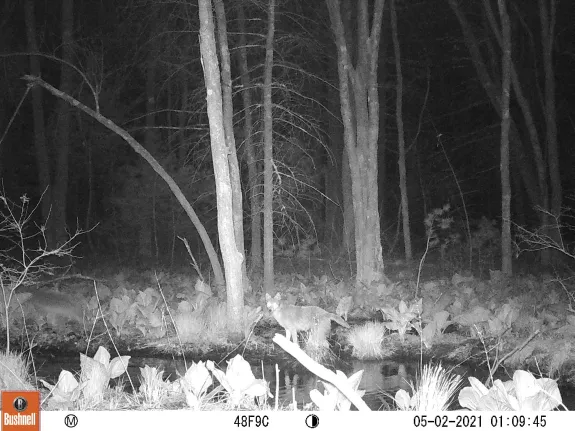 Coyotes at SVT's Memorial Forest in Sudbury, photographed with an automatically triggered wildlife camera by Craig Smith.