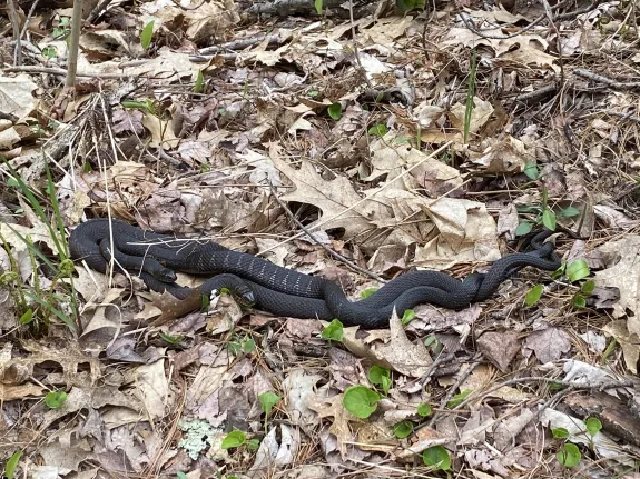 Northern water snakes at the Desert Conservation Land in Marlborough, photographed by Karin Paquin.