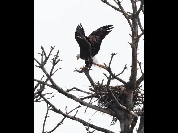 A bald eagle at the Sudbury Reservoir in Southborough, photographed by Steve Forman.