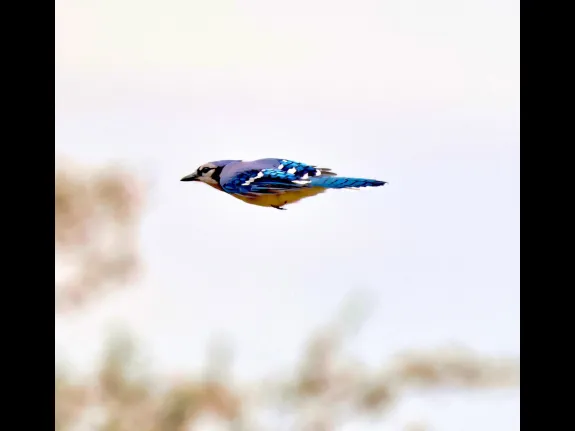 A blue jay at Breakneck Hill Conservation Land in Southborough, photographed by Steve Forman.