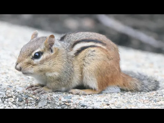 An eastern chipmunk in Framingham, photographed by Steve Forman.
