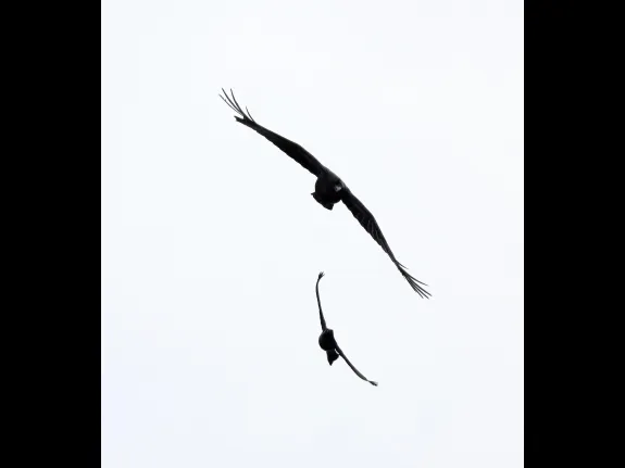 An American crow and a common grackle at Hager Pond in Marlborough, photographed by Steve Forman. An American crow and a common grackle at Hager Pond in Marlborough, photographed by Steve Forman.