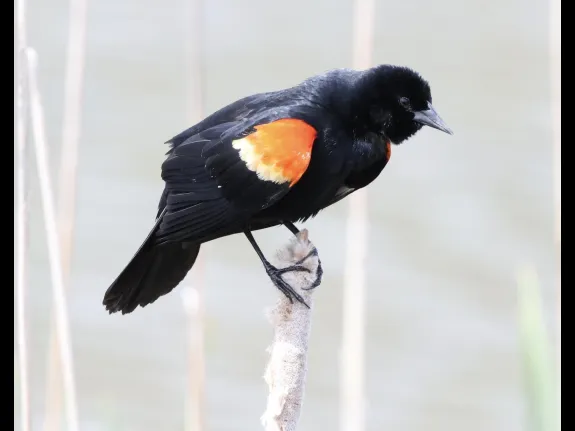 A red-winged blackbird at Farm Pond in Framingham, photographed by Steve Forman.