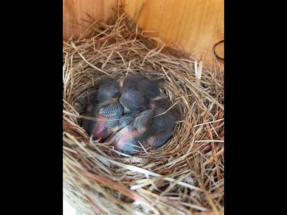 Eastern bluebirds nestlings in Framingham, photographed by Michael Welles.