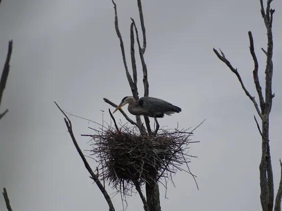 A great blue heron at SVT's Lyons-Cutler Reservation in Sudbury, photographed by Cindy Winer.
