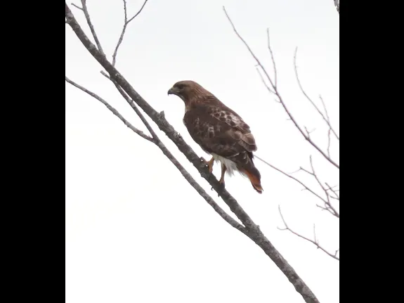 A red-tailed hawk in Southborough, photographed by Steve Forman.