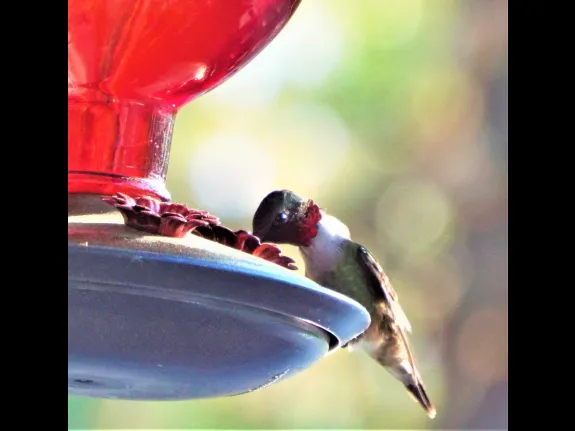A ruby-throated hummingbird in Harvard, photographed by Robin Right.