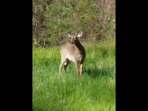 A white-tailed deer at SVT's Smith Conservation Land in Littleton, photographed by Michele Girard.
