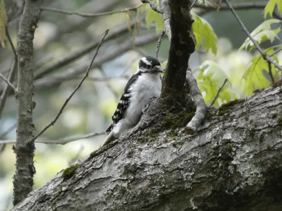A downy woodpecker in Wayland, photographed by Shelley Trucksis.